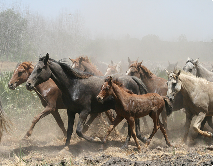 Caballos Marismeños